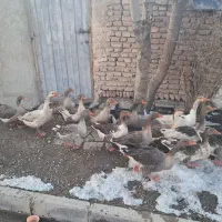 غاز اهلی طبیعی|حیوانات مزرعه|اردبیل, |دیوار