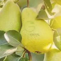 شاه میوه گلابی