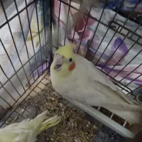 فروش سه عدد عروس هلندی|پرنده|رشت, دخانیات|دیوار