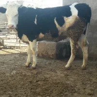 تلیسه چاق|حیوانات مزرعه|قزوین, |دیوار