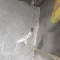 کبوتر|پرنده|گرگان, |دیوار