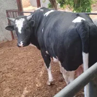 گوساله گیل دورگ چاق