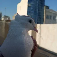 ساده کاکلی ماده