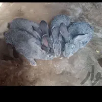 خرگوش جاینت هلندی