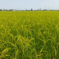 ۳هزارمتر زمین کشاورزی سیابیل ،رضوانشهر