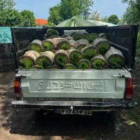 توم هاشمی تیم درجه باکس نشا