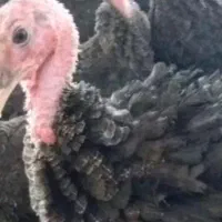 بوقلمون و غاز تخم گذار نر و ماده