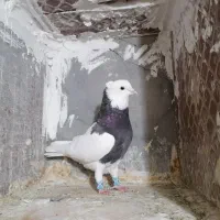 طوقی زیره ای