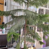 فروش گل زینتی|گل و گیاه طبیعی|یاسوج, |دیوار