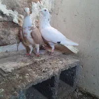 دوتا کفتر مفت