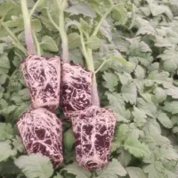 6500نشا گوجه گلخانه ای اماده کشت باقرارداد وضمانت|خدمات باغبانی و درختکاری|شیراز, شهدای شهرک سعدی|دیوار