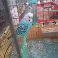 مرغ عشق|پرنده|جوادآباد, |دیوار