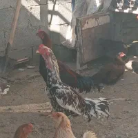 لاری|حیوانات مزرعه|بانه, |دیوار