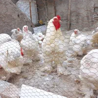 جوجه برهما اصل|حیوانات مزرعه|گرگان, |دیوار