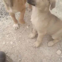 توله دوبرمن نروماده