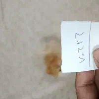 خونه ویلایی