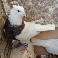 گمشده کبوتر