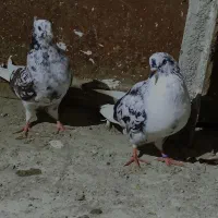 کبوتر پرشی|پرنده|رشت, توشیبا|دیوار