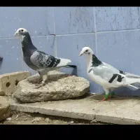 نرو ماده ارتیس