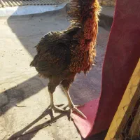 مرغ لاری|حیوانات مزرعه|تربت جام, کلالی|دیوار