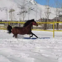 اسب دورگه عرب کرد