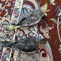 عروس هلندی|پرنده|گرگان, |دیوار