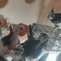 نیمچه مرغ گلین زیبا اصیل ۳.۵ ماهه|حیوانات مزرعه|کوه چنار, |دیوار