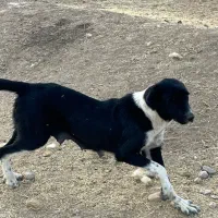 ماده قدرجونی یکسال نیم قد بالا۹۰