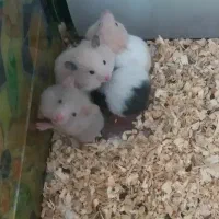 همستر|موش و خرگوش|زرند, |دیوار