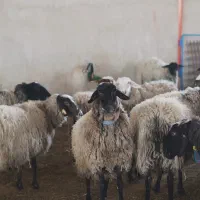 گوسفند بزرگ پرواری بالای ۶۰ ۷۰کیلو