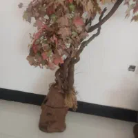 درخت تزئینی زیبا
