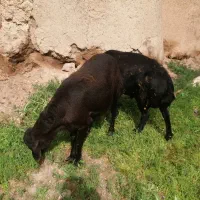 قوچ قره قزل