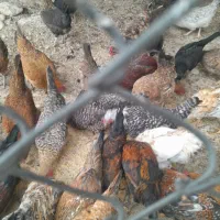 مرغ تخم گذار کبوتر|حیوانات مزرعه|اندیمشک, |دیوار