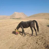 مادیون
