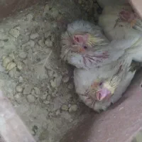 عروس رام اصیل ضمانت تخم جوجه .سرلاکی هم موجوده