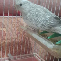 عروس، کوتوله