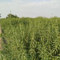 کارگر مغز پاک کن در شرکت بادام|استخدام صنعتی، فنی، مهندسی|فولادشهر, A4|دیوار