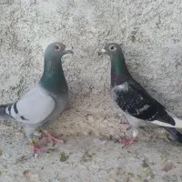 دسته پلاکی20تا|پرنده|سروستان, |دیوار