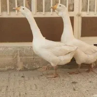 قو غاز اوکراینی اصل سفید نر و ماده