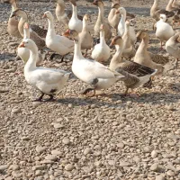 غوغاز و غاز|حیوانات مزرعه|سنگر, |دیوار