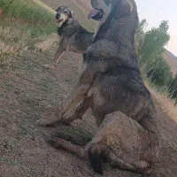 توله عراقی ۱۵ماهه