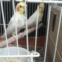 جفت طوطی عروس لوتینو بشرط مولد