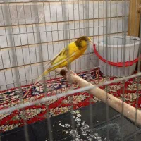 قناری نر و ماده
