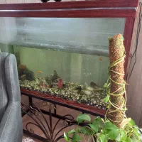 فروش آکواریوم|ماهی|هادی شهر, |دیوار