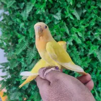 جوجه برزیلی اوپال