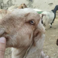 بز پاکستانی اصیل شیر دار