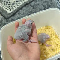 جوجه گرینچیک