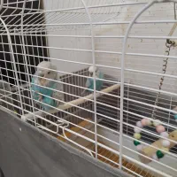 مرغ عشق انگلیسی