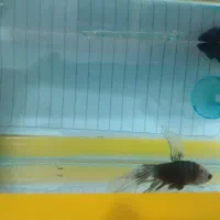 ماهی فایتر|ماهی|قم, نخودی|دیوار