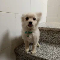 سگ پامر روباهی|سگ|اصفهان, شهید رجایی|دیوار